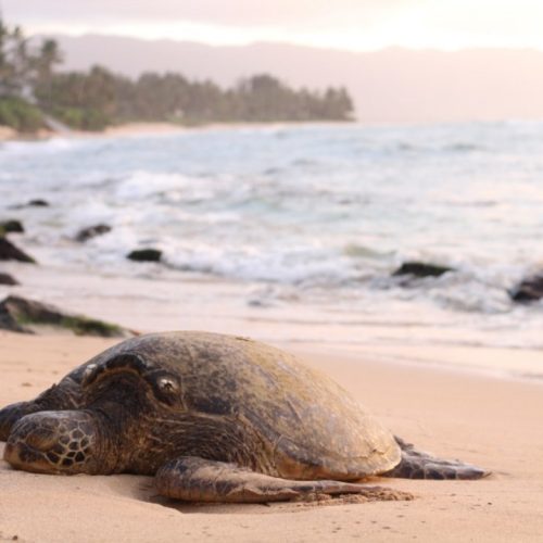 Jornalistas angolanos lançam revista sobre crimes ambientais